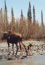Mother moose and calves