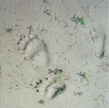 Bear tracks